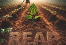 Larruso – Reap